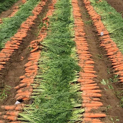 种植效果