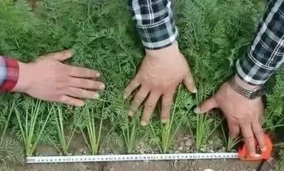 种植效果2